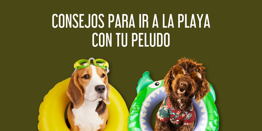 Playa con tu perro post blog veterinaria Rosvet
