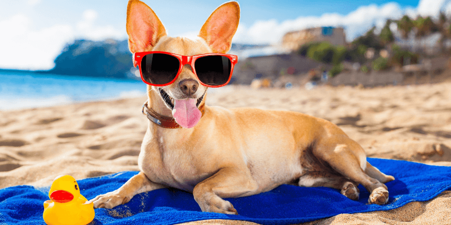 playa con tu perro veterinaria Rosvet playa con tu perro veterinaria Rosvet