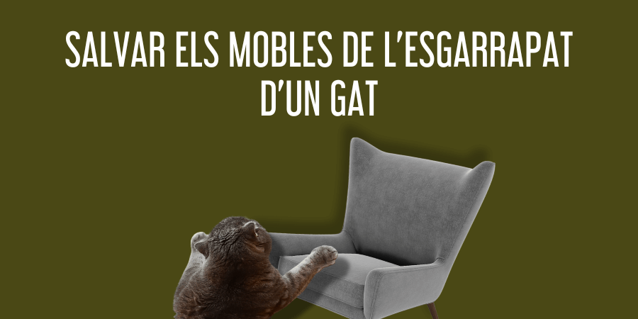 salvar mobles del gratat d'un gat post blog veterinària Rosvet