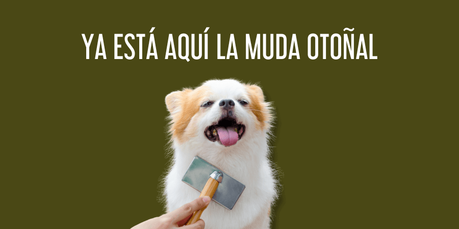 ya está aquí la muda otoñal post blog veterinaria Rosvet