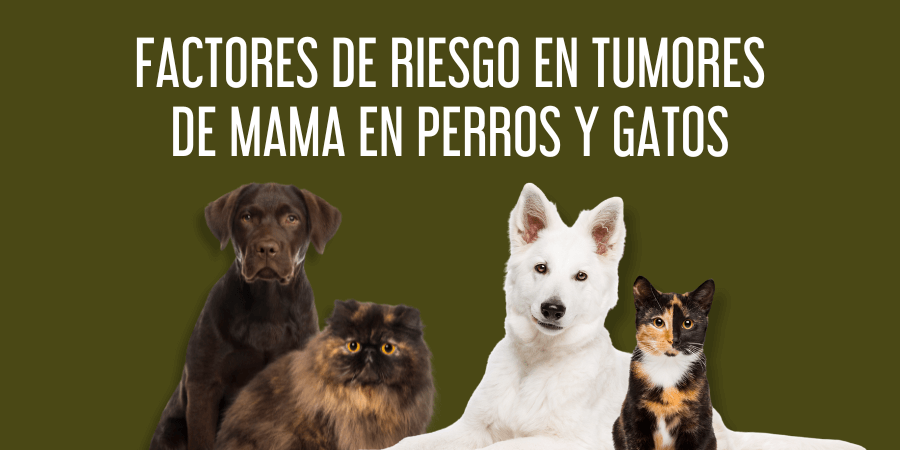 Factores de riesgo en tumores de mama en perros y gatos post blog veterinaria Rosvet
