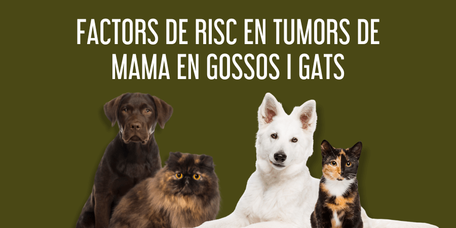 Factors de risc en tumors de mama en gossos i gats post blog veterinària Rosvet