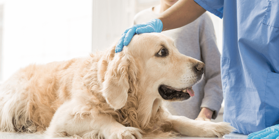 Factores de riesgo en tumores de mama en perros y gatos veterinaria Rosvet